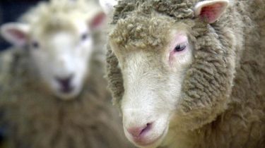 Sheep
