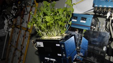 Plants growing within an experiment package on the International Space Station