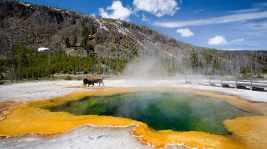 An image of a hot spring at Yellowstone National Park with a bison walking nearby
